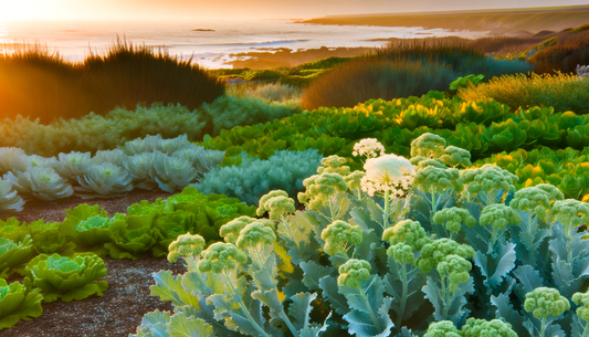 When I grew sea kale on the allotment edge I discovered a coastal heritage plant with chalky flowers and edible grace