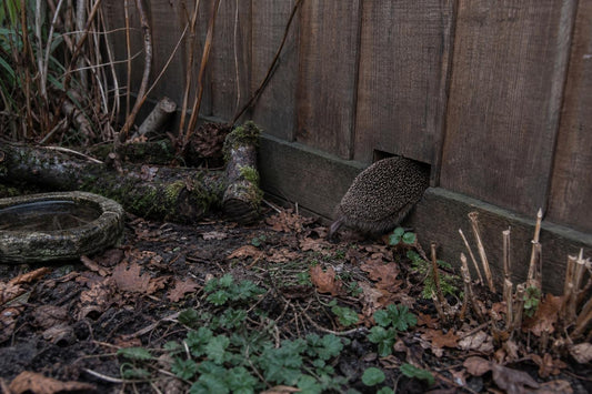 How to Create a Simple Wildlife Corridor Through a Small Garden