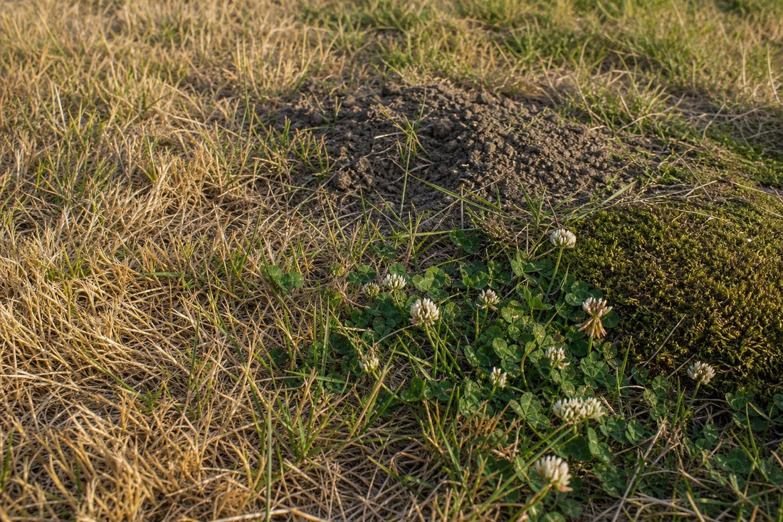 What Your Lawn Is Telling You in Late Summer