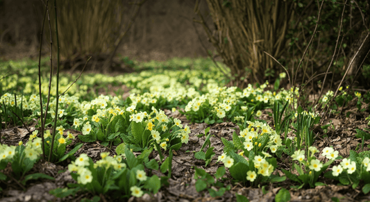 What sowing wild primroses under deciduous shrubs can teach us about layering light and life