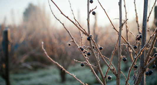 How the quiet ritual of pruning blackcurrants in winter connects me to generations of hands that grew before mine