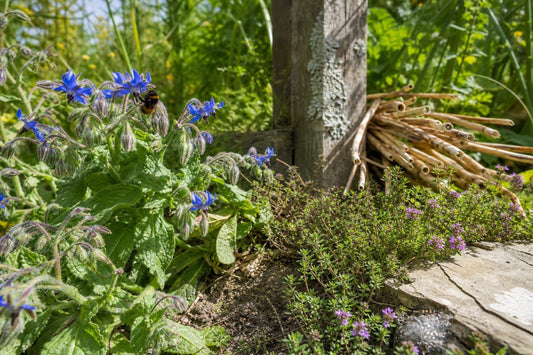 Why the Bees Prefer the Scruffy Corner of Your Garden