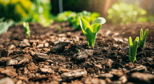 Why layering mulch with home-made compost and bark chips supports soil and saves water