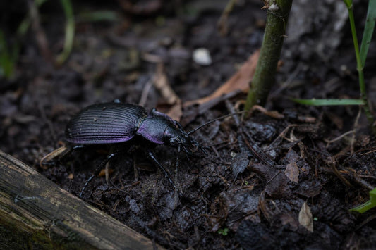 A Gardener's Guide to Ground Beetles and Why They Matter