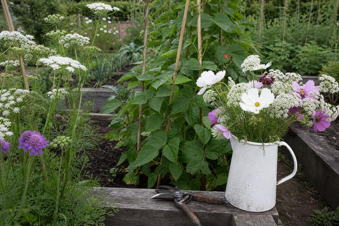 The Case for Growing Cut Flowers in the Kitchen Garden