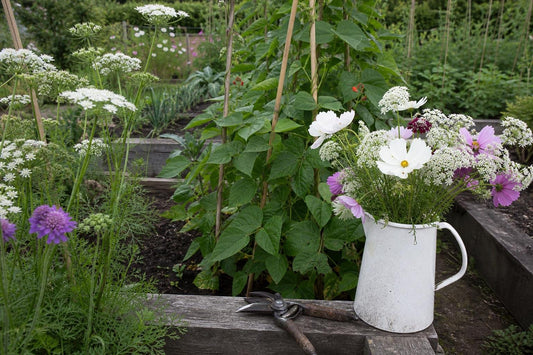The Case for Growing Cut Flowers in the Kitchen Garden