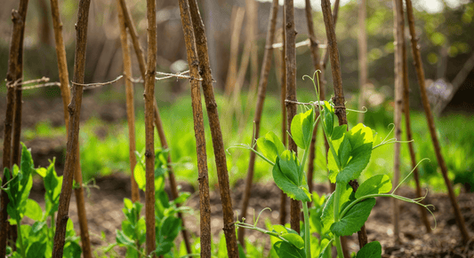 Why using coppiced hazel for pea supports creates beauty, structure and skipping the plastic netting