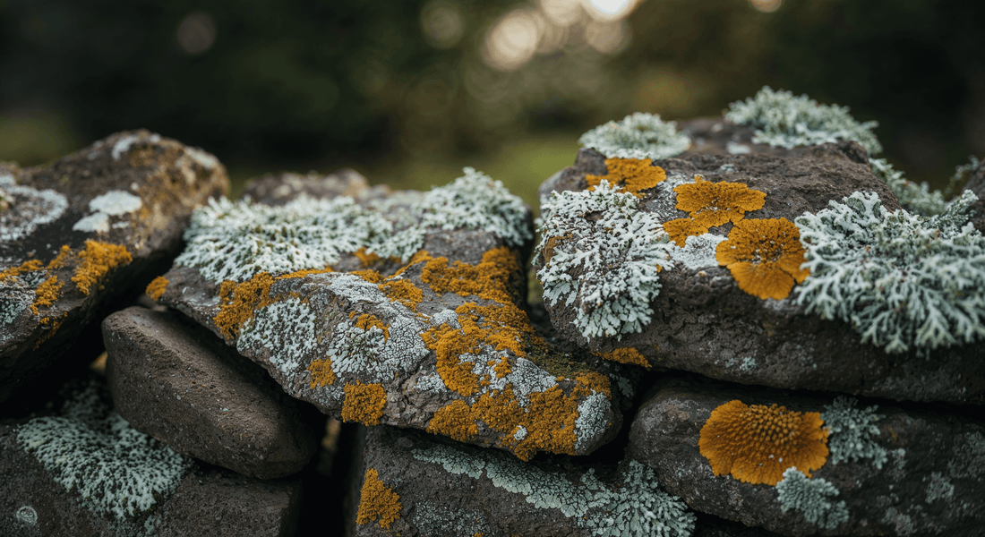 How learning the language of lichens on a drystone wall opened my eyes to ancient biodiversity