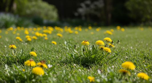 The Unexpected Benefits of Allowing Dandelions to Grow in Early Spring