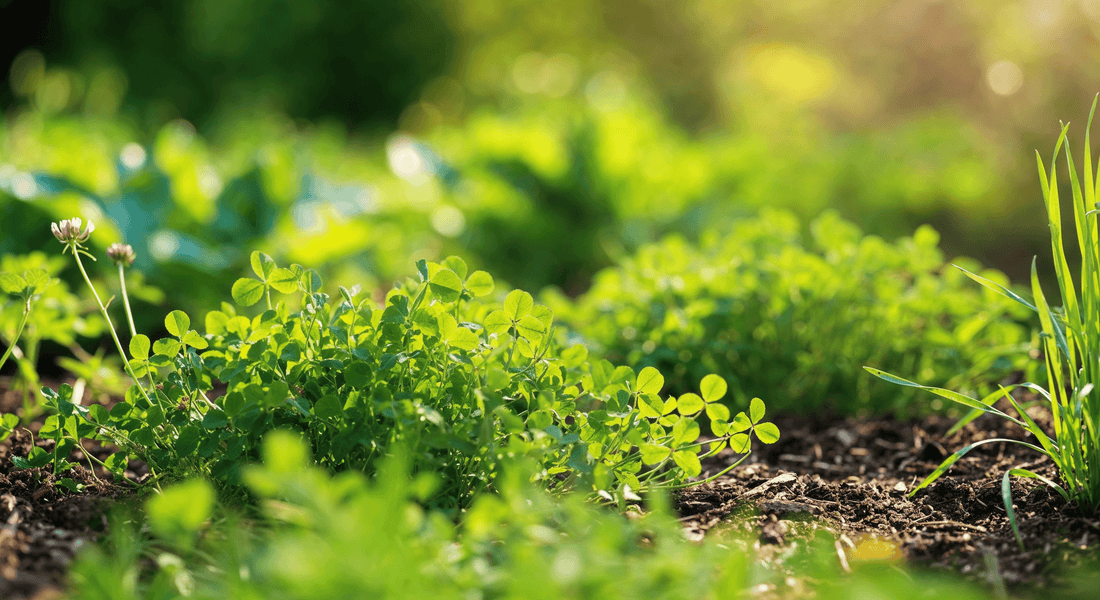 What growing your own mulch looks like and why green manure matters for sustainable borders