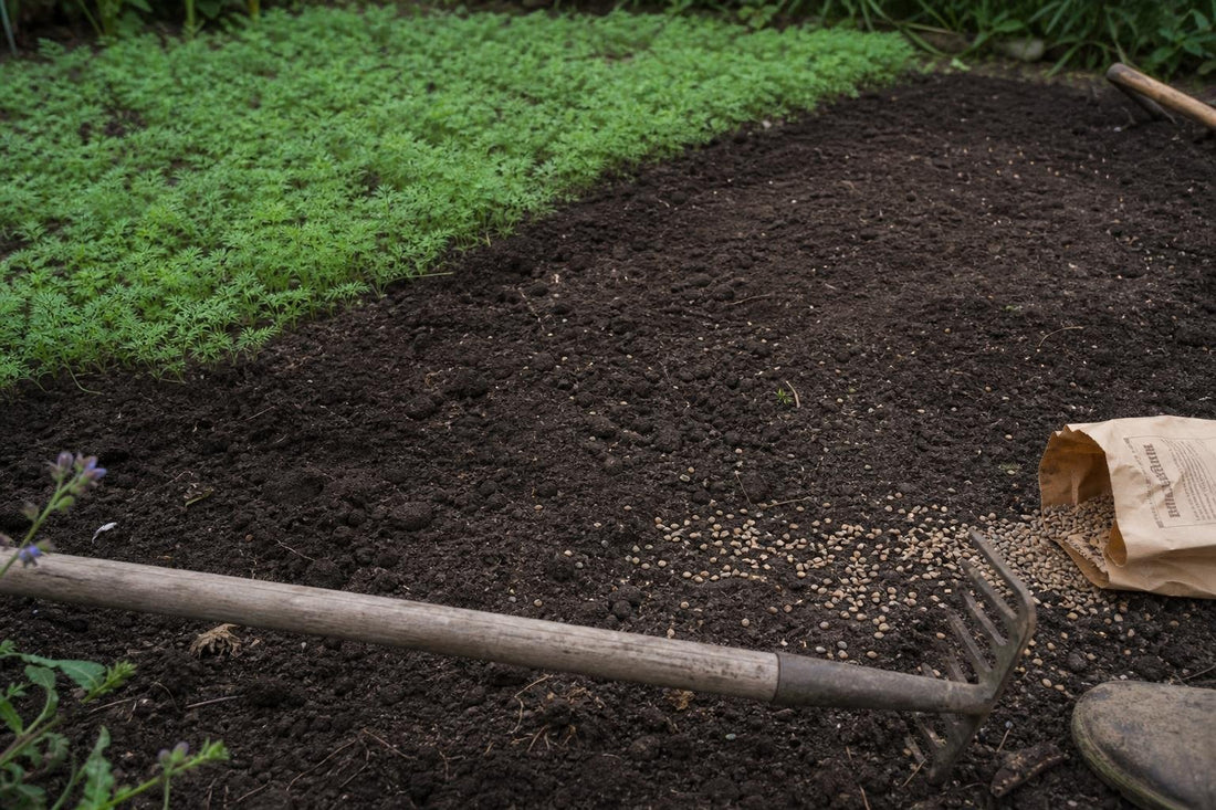How to Use Green Manures to Refresh a Tired Summer Bed