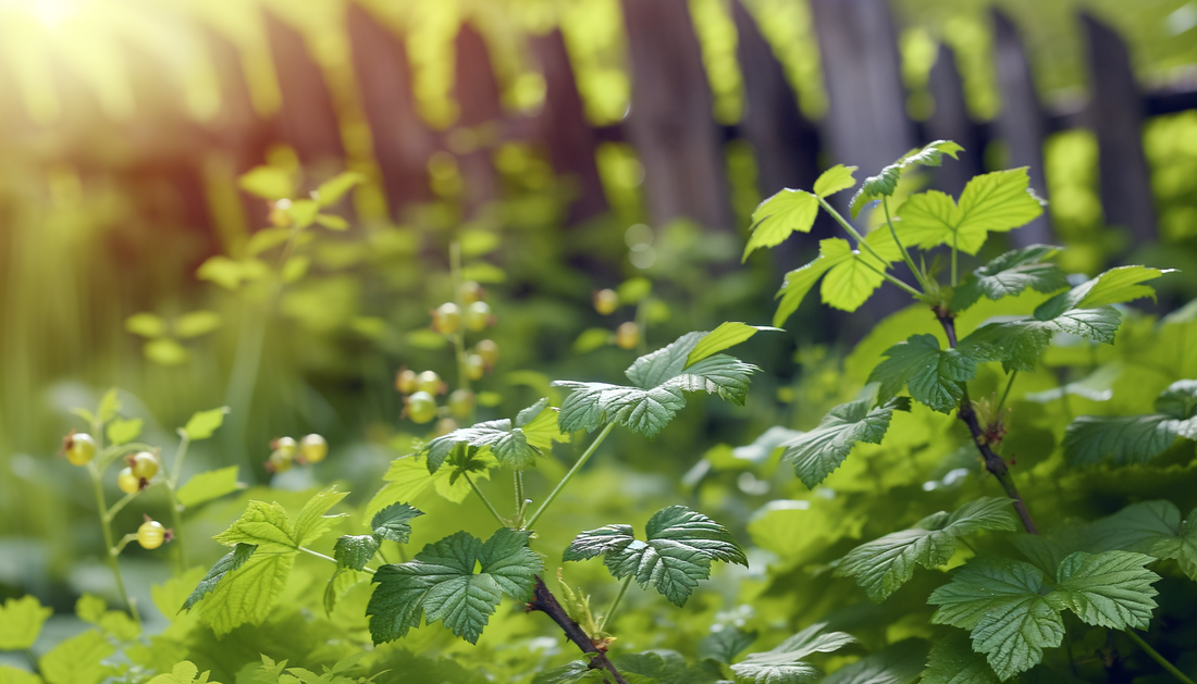 The simple joy of growing gooseberries and why forgotten fruits might just hold the future of mindful eating