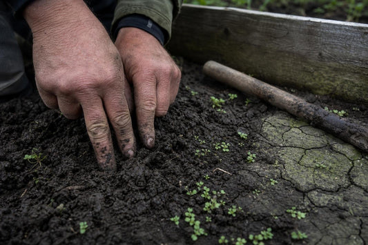 How to Read the Weather in Your Garden and Grow Around It