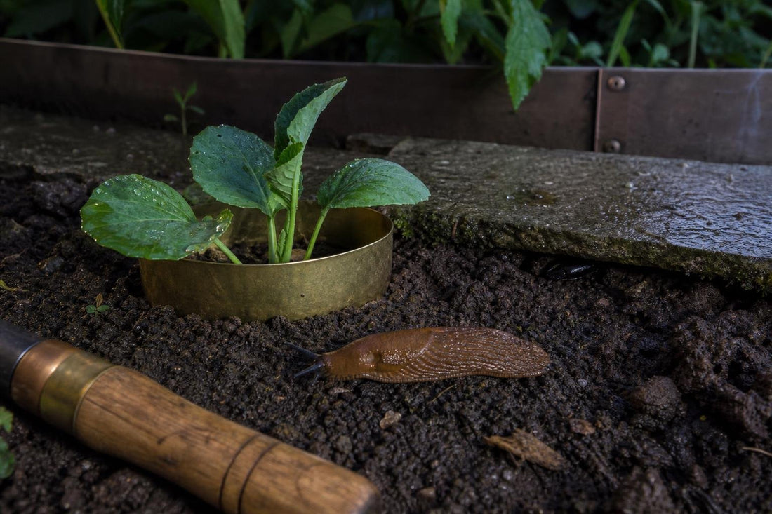 Why Brassica Collars and Copper Tape Are Only Half the Story for Slug Control