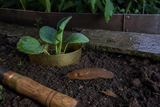 Why Brassica Collars and Copper Tape Are Only Half the Story for Slug Control