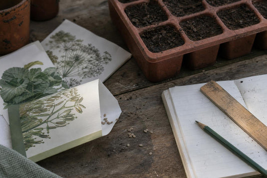 How to Read a Seed Packet and Actually Trust What It Tells You