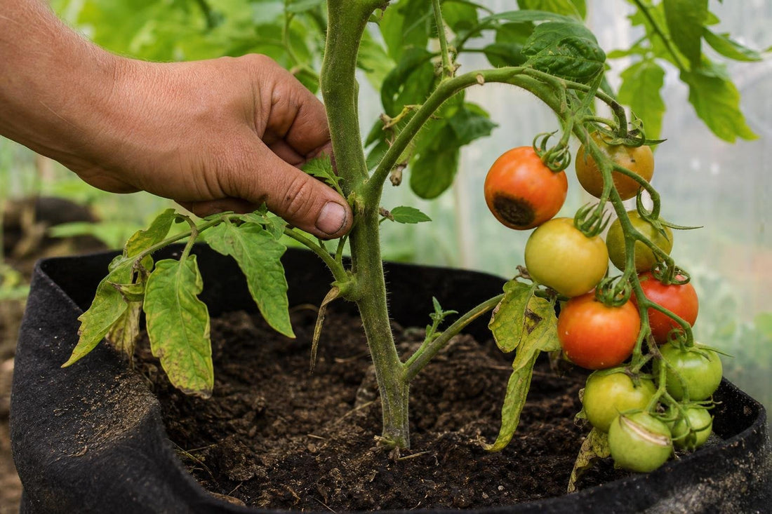 Five Reasons Your Tomatoes Are Not Performing and What to Do About It Now