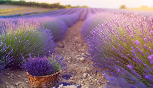 Lavender Love: Tips for Growing Fragrant Lavender All Summer Long