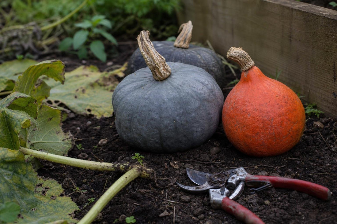 How to Grow Pumpkins and Winter Squash in a British Garden