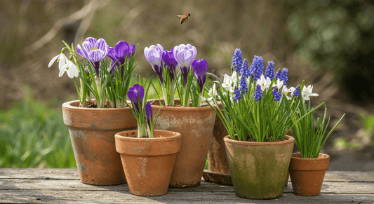 How to grow spring bulbs in clay pots without peat or plastic for early colour and pollinator support
