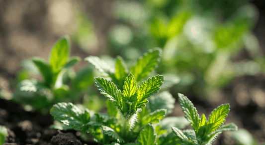 What the spiralling leaves of verbascum taught me about light soil texture and planting with patience
