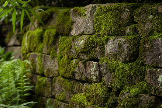 Bringing Soft Texture to Garden Walls with Natural Moss Growth