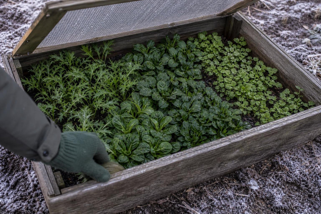 Five Salad Leaves You Can Grow Through Winter in a Cold Frame