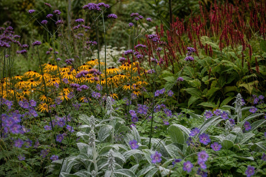 How to Grow a Border That Looks After Itself in August