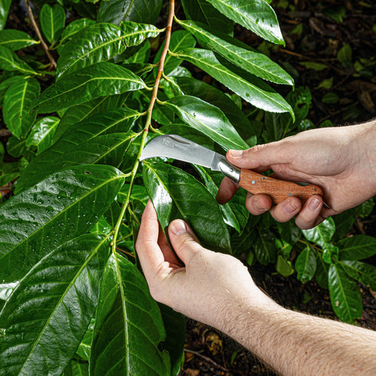 Mastering the Art of Grafting: How to Use a Grafting Knife
