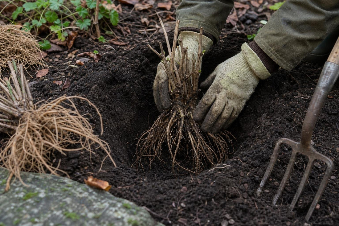 Why Autumn Planting of Hardy Perennials Beats Spring Every Time