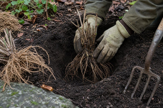 Why Autumn Planting of Hardy Perennials Beats Spring Every Time