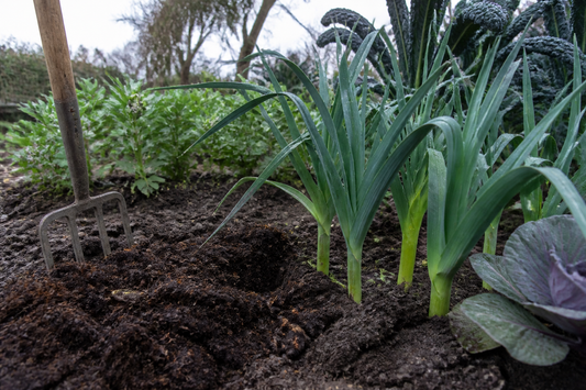 Five Vegetables That Actually Perform Better in Heavy Clay