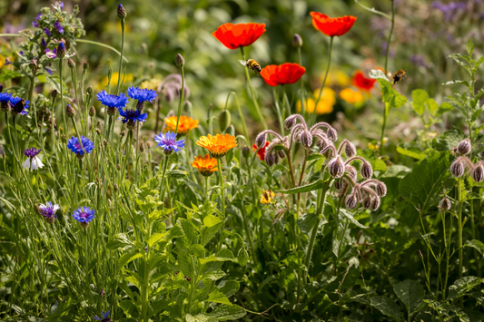 How to grow a pollinator patch using native annuals without adding plastic or constant watering