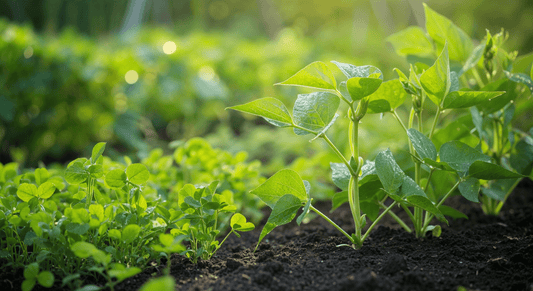 How to enrich your soil with seasonal green manures like clover and field beans