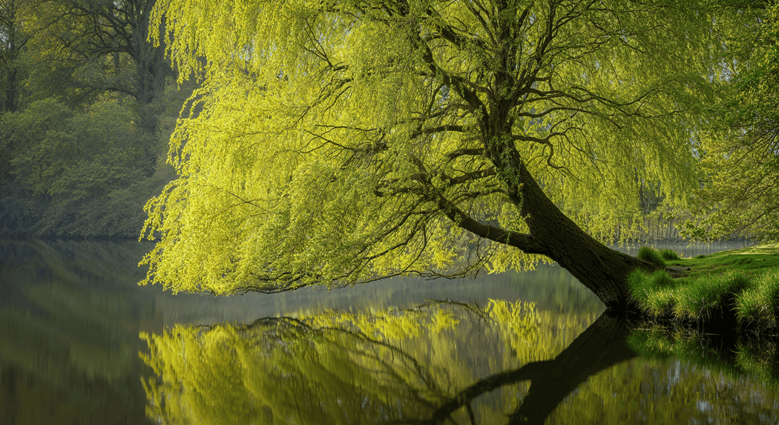 How a single alder tree by the pond created a sanctuary for frogs birds and slow Sunday mornings