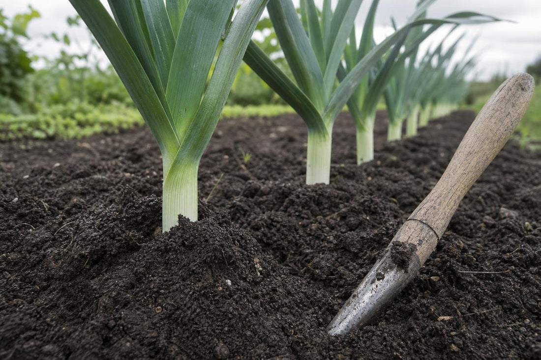 How to Grow Leeks From Seed to Harvest in a British Garden