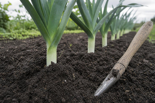 How to Grow Leeks From Seed to Harvest in a British Garden