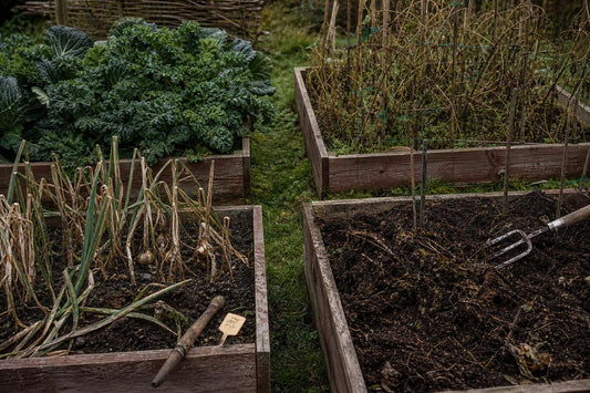How to Plan Crop Rotation in a Small Kitchen Garden