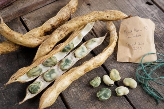 Why Broad Beans Should Be Saved and Sown Again Next Year