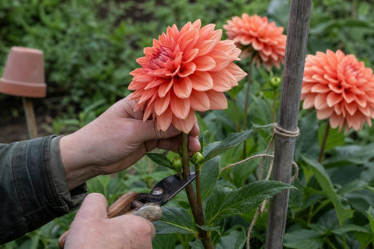 Why Dahlias Reward You Most When You Treat Them Like a Crop