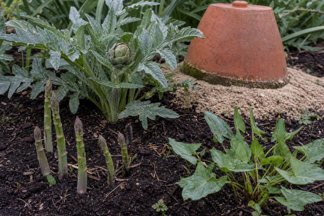 The Perennial Vegetables That Pay Back More Than They Cost