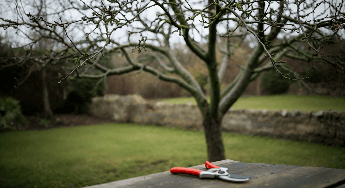 To Prune or Not to Prune? The Apple Tree Dilemma Solved by the Experts