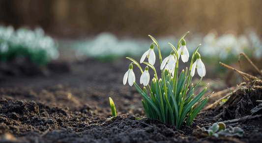 How the slow dance of snowdrops through frozen soil helps me understand resilience and the quiet rhythm of late winter