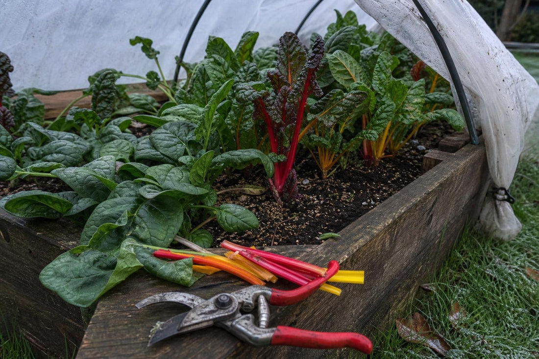 How to Grow Spinach and Chard Through the Colder Months