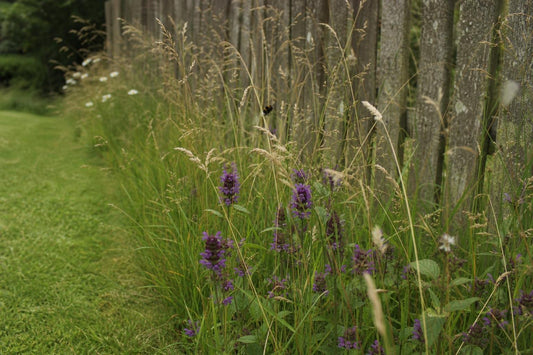 What Happens When You Leave the Lawn Alone for a Month