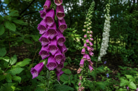 Why Foxgloves Belong in Every British Garden and How to Keep Them Coming