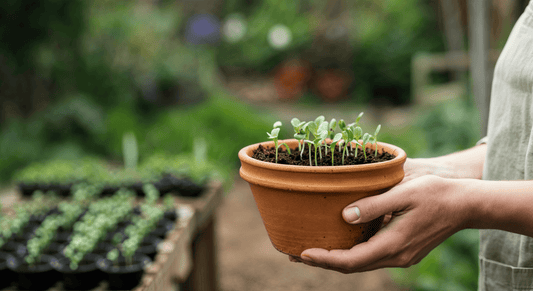 What switching to clay seed trays taught me about airflow, moisture and stronger roots