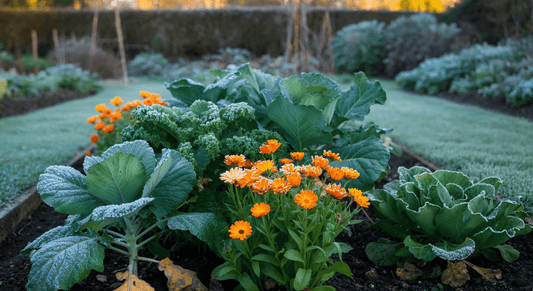 Why companion planting calendula with winter brassicas brings balance to your cold-season beds