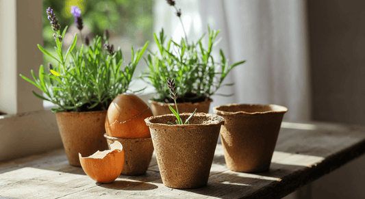 How to grow lavender from cuttings and avoid plastic trays and sleeves