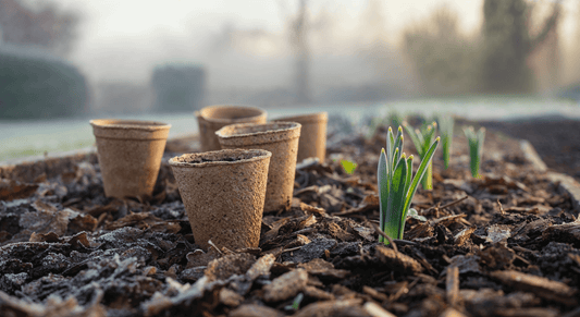 How to winter-sow hardy annuals using no plastic and minimal resources